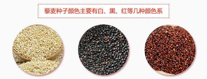 藜麥種子顏色主要有白、黑、紅等幾種顏色系，營養成分相差不大，其中白色口感好，黑、紅色口感相對差些，籽粒也較小。